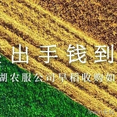 粮出手钱到手 | 胡杨河农服公司早稻收购如火如荼