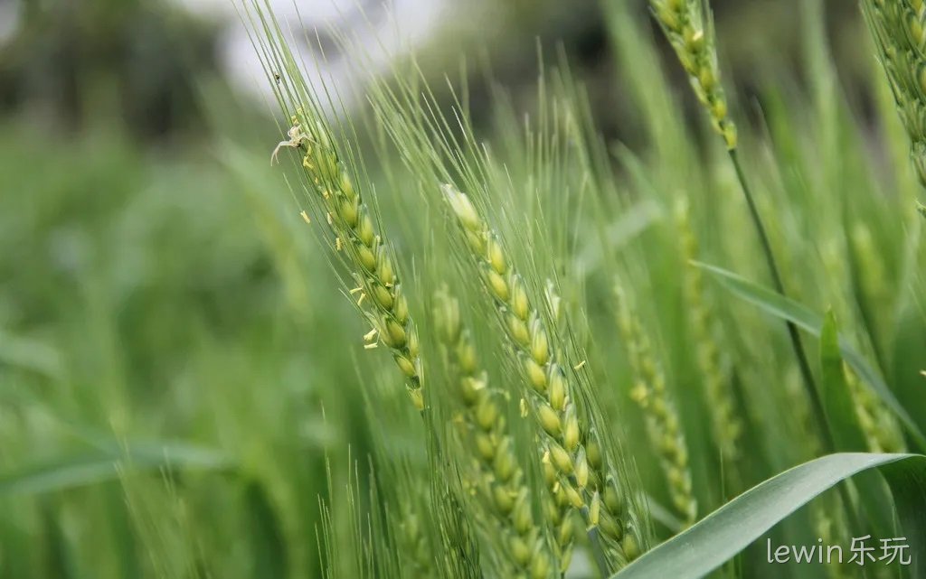喜讯|【胡杨河·虾稻香米】荣登2020年度“中国好粮油”