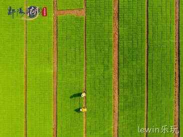 2018.6.13  “lewin乐玩”大米品牌成为新疆稻米区域重点建设品牌